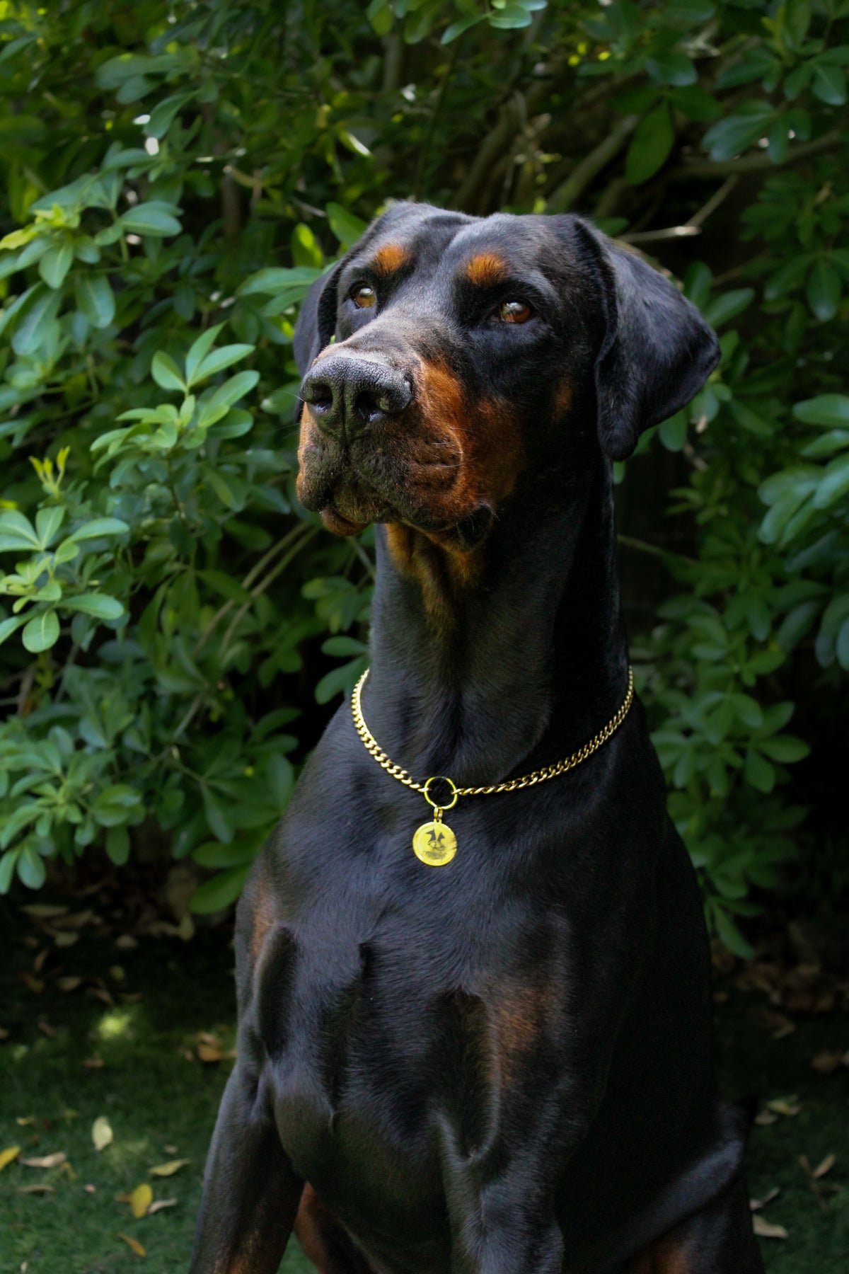 Porte-médaille Aton