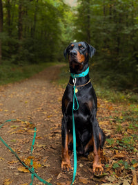 Longe Intrépide 20mm