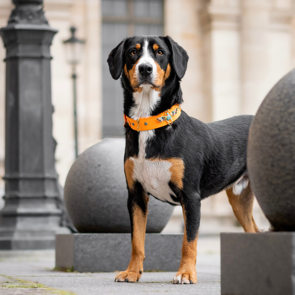 Khépri (Edition limitée)