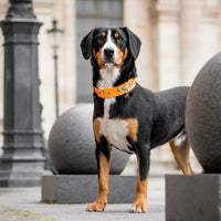 Khépri (Edition limitée)