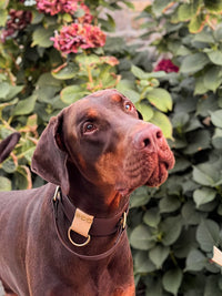 Signature Max 50mm – Collier pour chien en Biothane®