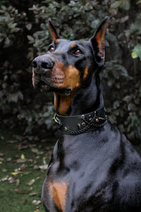 Black Widow (Edition ultra limitée Halloween)