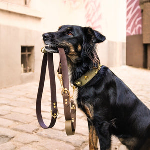 Laisse pour chien en Biothane, multi-position, résistante et réglable, mousqueton en laiton, poignée intégrée, laisse sécurisée - Madnesis