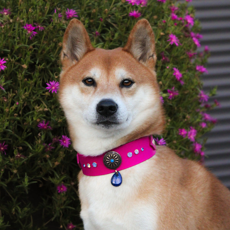 Shiba Inu portant un collier pour chien en Biothane® rose fuchsia avec médaillon doré et pierre bleue
