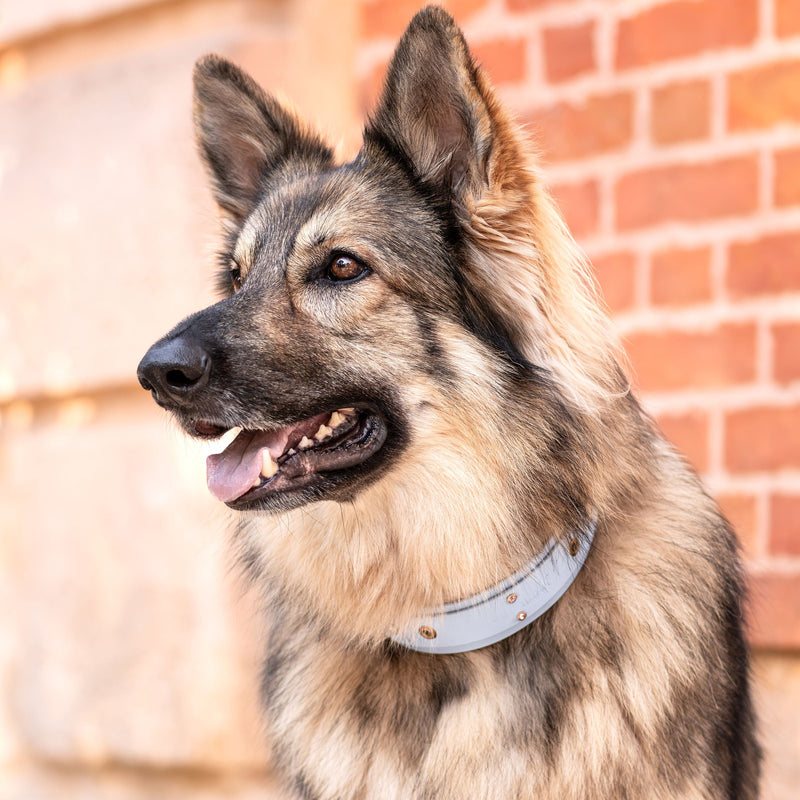 Berger allemand portant un collier pour chien en Biothane® beige avec œillets en laiton et clous