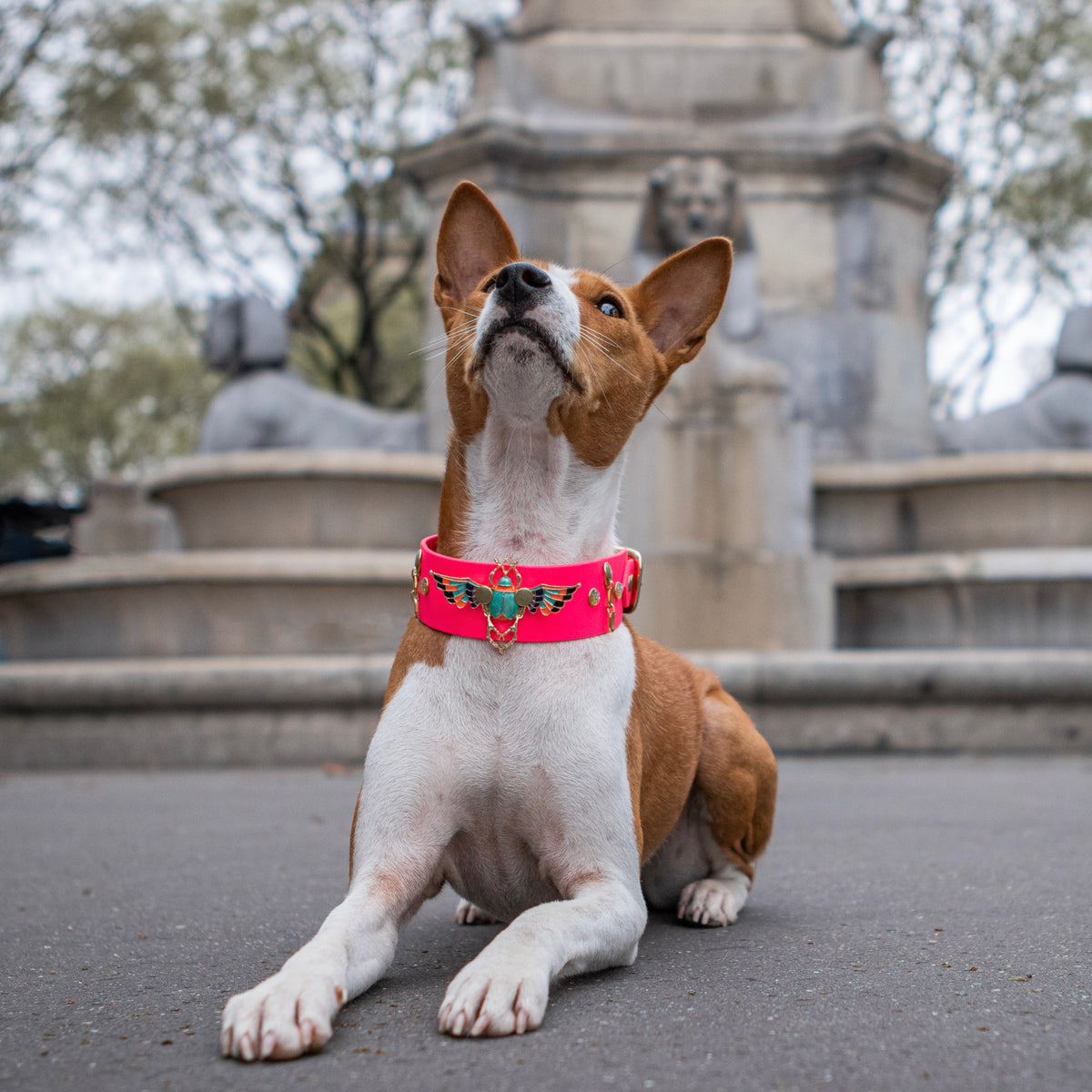 Khépri (Edition limitée)