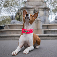 Khépri (Edition limitée)